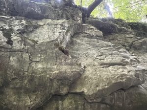 Чапли, снимани покрай река Итонг в Чанчун