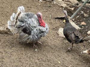 Estate agents advised on Google Ads strategies for 2026