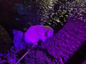 BYD ще пусне достъпен електрически SUV във Франция · TechNode