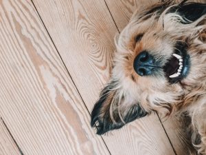 Pets add premium to home insurance policies