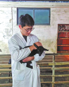 Първата в света генно редактирана черна коза, подходяща за горещи дни