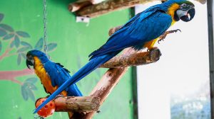 Пазач в Пекин помага на птиците да процъфтяват с грижи