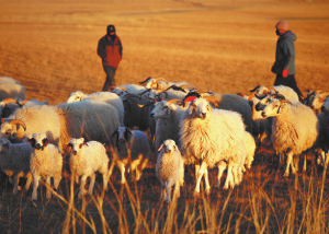 Проучване показва как умерената паша повишава продуктивността на пасищата