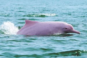 Документален филм на BBC разкрива дивата страна на Гуандун