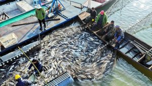 Зимният риболовен сезон носи пресен улов в езерото Liuye в Хунан