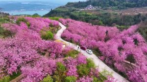 Хиляди черешови цветове цъфтят в Чунцин, привличайки посетители