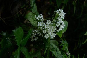 Cardamine cheotaiyienii преоткрит в Юнан след 85 години